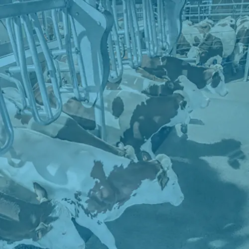 Conventional (In-Line) Milking Parlours