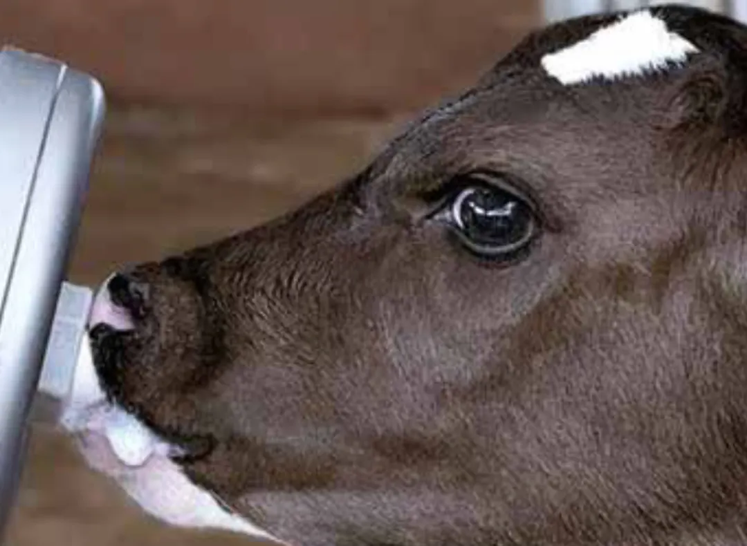Calf Feeding System
