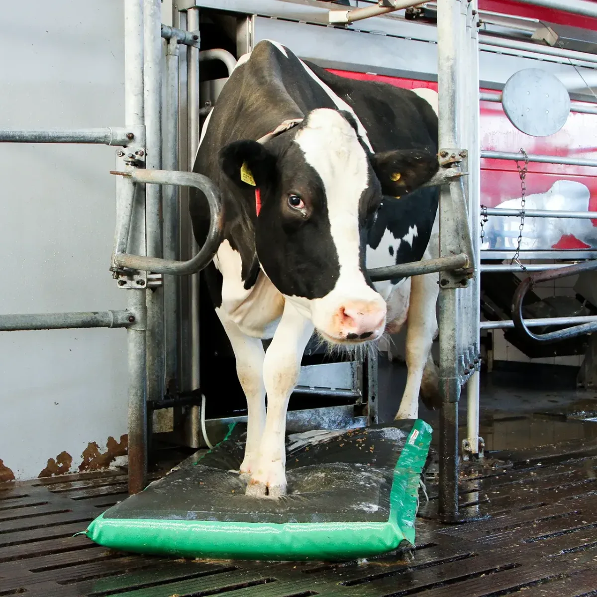 MS AutoHoofClean, the ultimate automated and skin-friendly disinfection mat for cows!